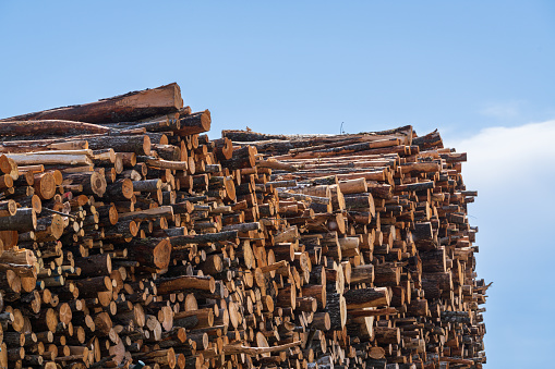 Storage, loading and transportation of timber  logs