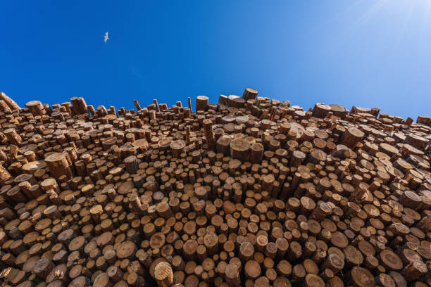 Free Stock Photo of Stack of Logs Under Cloudy Blue Sky | Download Free ...