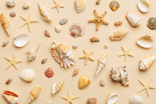 istock Summer time concept Flat lay composition with beautiful starfish and sea shells on colored table, top view 1502226035
