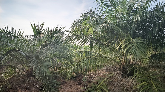 Palm Oil Plantation on Bangka Belitung Island, Many Rows of Oil Palm Trees Growing Fertilely