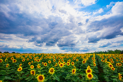 Beautiful yellow sunflower growing on agricultural field under the cloudy sky in spring, sunflower oil supply and demand