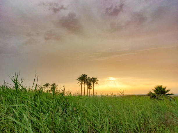 Field with green vegetation at sunrise