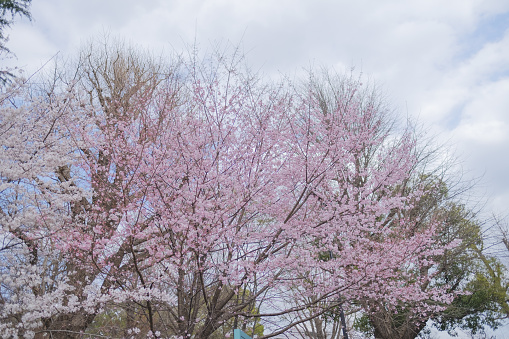Cherry Blossom in Ueno Park, Tokyo