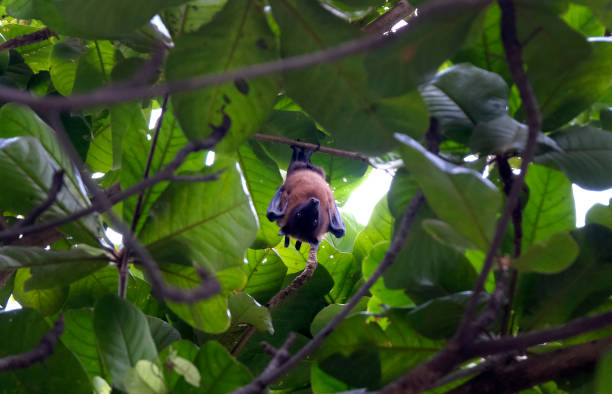 istock fruit bat hanging on tree in Solapur, Maharashtra, India. Lyle's flying fox. 1502242563
