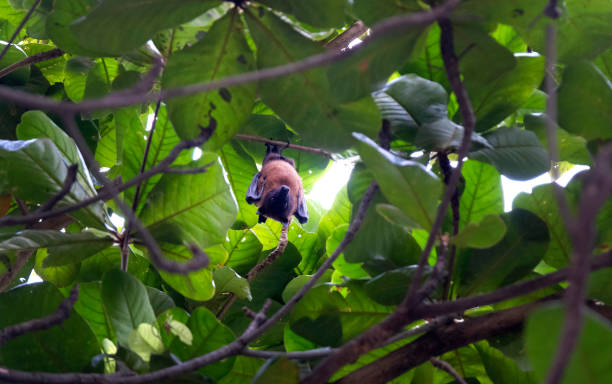 istock fruit bat hanging on tree in Solapur, Maharashtra, India. Lyle's flying fox. 1502242591
