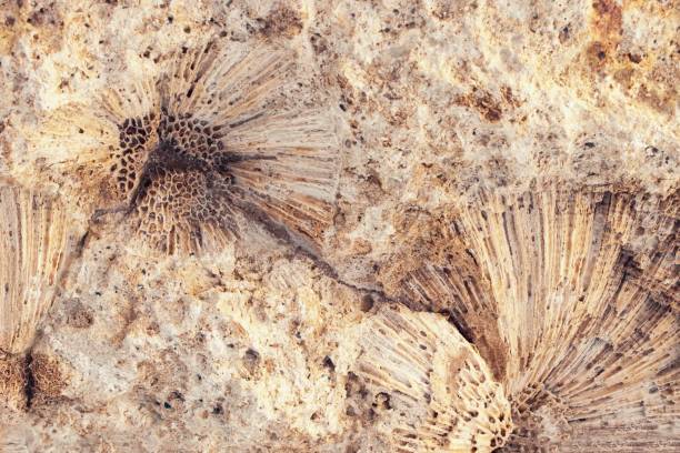 istock Rock with fossil coral texture as an abstract background 1502242602