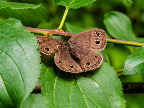 istock Little Wood Satyr Butterfly 1502244954