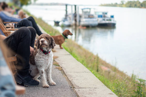 pets and owners enjoying outdoor time next to the river