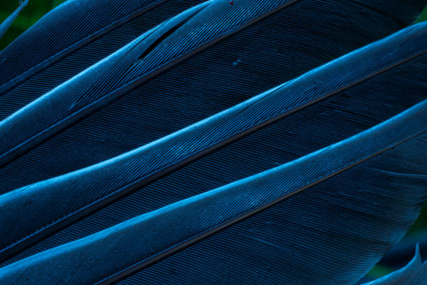 istock blue feather pigeon macro photo. texture or background 1502248539