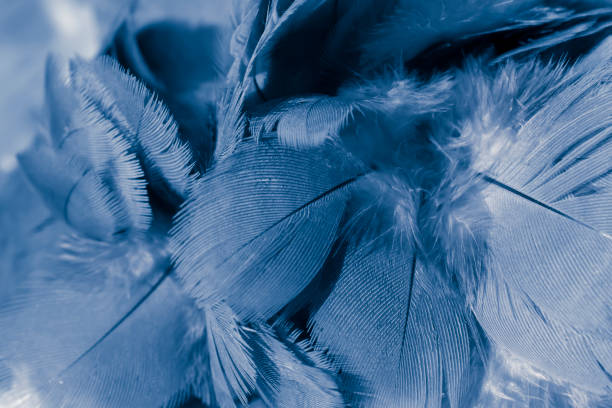 istock blue feather pigeon macro photo. texture or background 1502248884