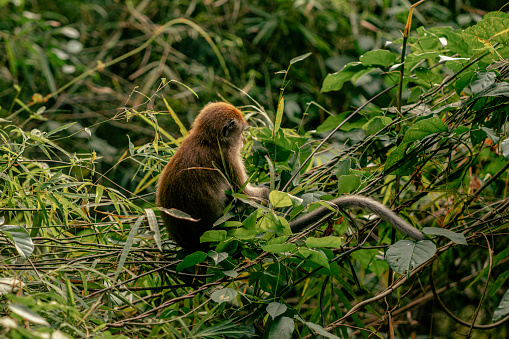 Monkeys on Hike in Krabi