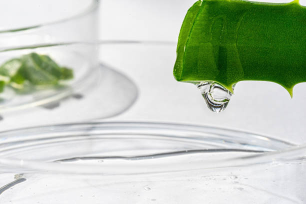 istock Aloe vera juice close-up dripping from a cut leaf. Obtaining an extract from a medicinal plant aloe in the laboratory 1502259726