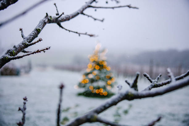 istock Illuminated Christmas tree on snow covered landscape 1502262046