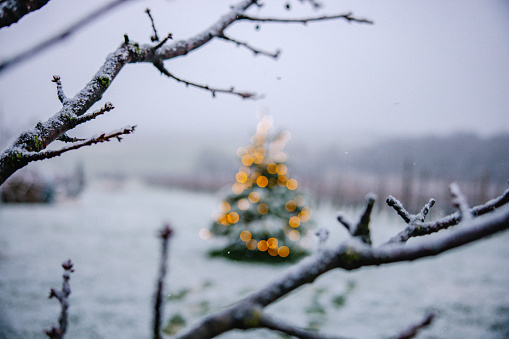 Defocused illuminated Christmas tree with abstract bokeh lights outdoors on snow covered landscape,bare tree branch in foreground