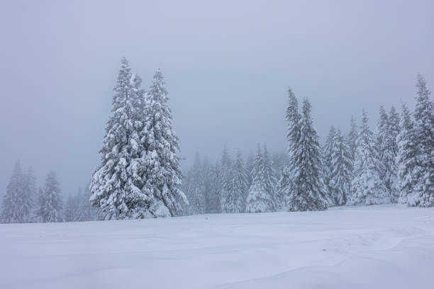 Free Stock Photo of A snow covered trees in a forest | Download Free ...