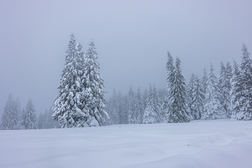 Scenic view of snow covered trees and winter landscape