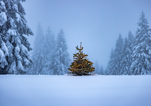Scenic view of illuminated Christmas tree and snow covered coniferous trees on winter landscape