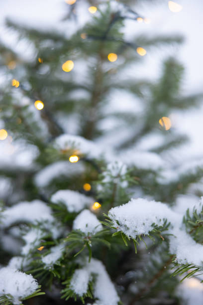 istock Close up of illuminated snow covered Christmas tree 1502262082
