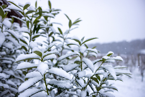 Close up of fresh green leaves covered in snow during winter season at forest
