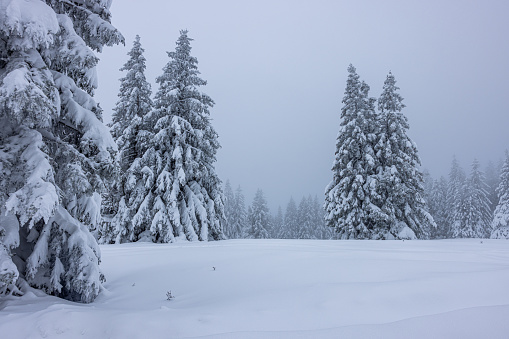 Scenic view of snow covered trees and winter landscape