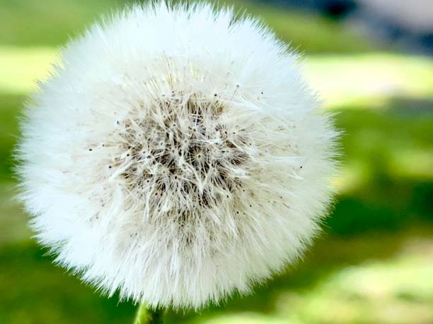 istock Dandelion close up No1 1502263760