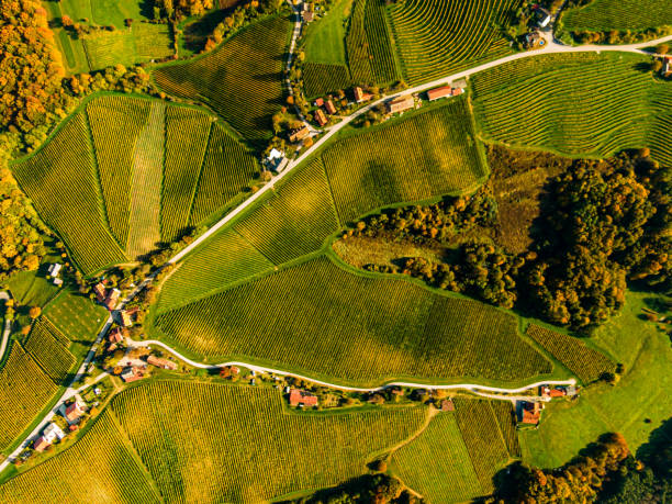 Aerial view green agricultural landscape