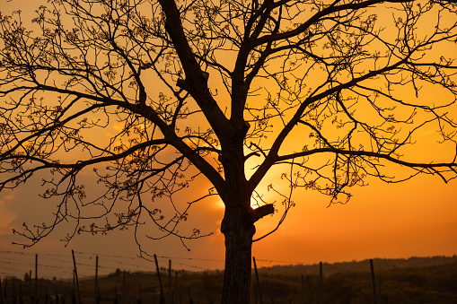 Silhouette of bare tree branches on green agricultural field during sunset
