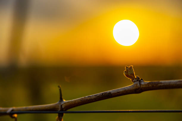 Close-up silhouette of tree branch and fence during sunset