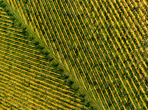 Vineyard Rows From Directly Above.