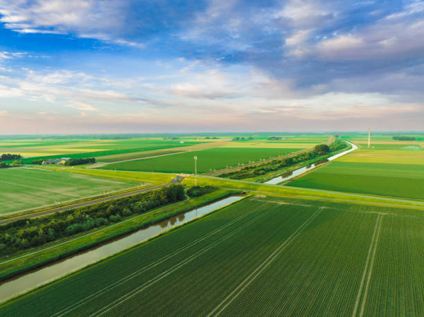 istock Potatoes in a field with blossoming green plants during sunset 1502266035
