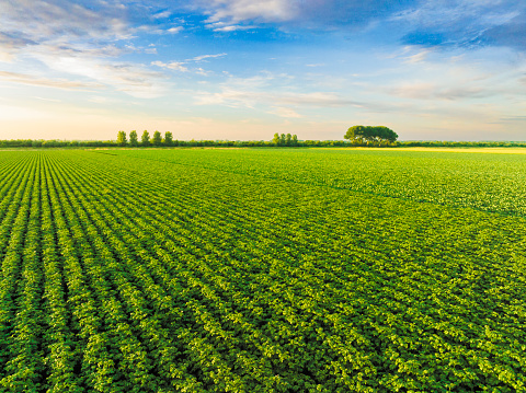 Young potato plants with fresh green leaves in rows in a Dutch potato field. In the background are a farm and one wind turbine. The photo was taken on a sunny day on the former island of Tholen.