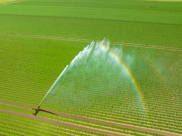 istock Irrigation pivot gun machinespraying water on a field 1502267370
