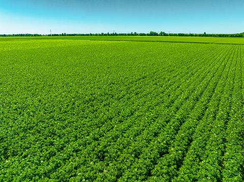 Brown plowed agricultural field with dirt in spring