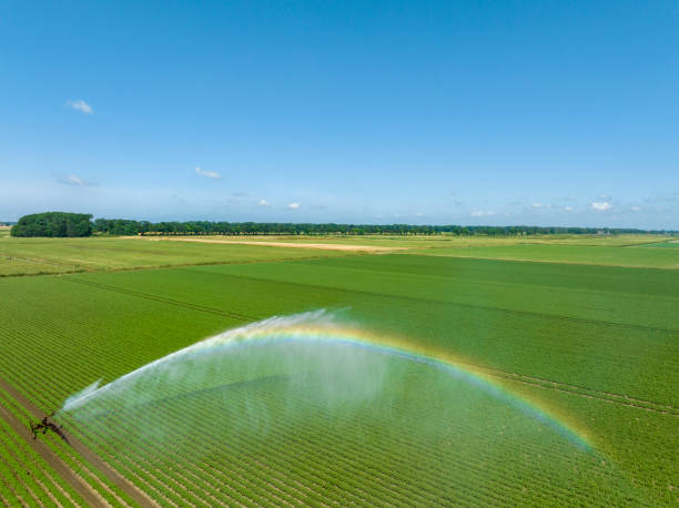 istock Irrigation pivot gun machinespraying water on a field 1502269656
