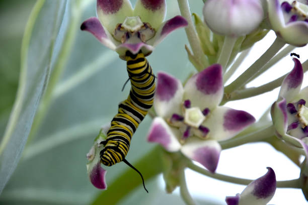 Striped monarch caterpillar eating a purple and white milkweed flower.