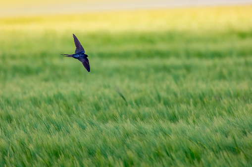 Barn Swallow bird in flight over green agricultural field in the countryside