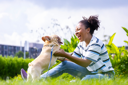 African American woman is playing with her french bulldog puppy while walking at dog park at grass lawn after having morning exercise during summer