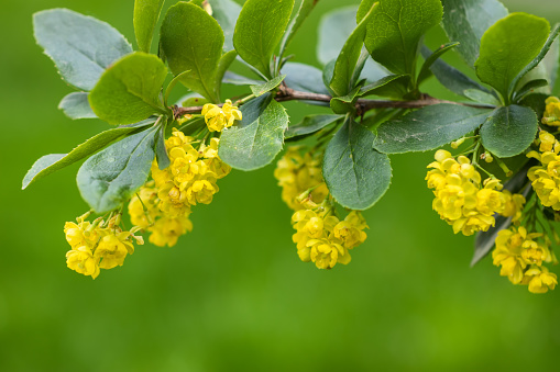 A Wattle Bloom in Soft Focus. This is a Black wattle (A. mearnsii). The Acacia melanoxylon is the most widely introduced and planted Acacia species in New Zealand. It is often considered a weed, and is seen as threatening native habitats by competing with indigenous vegetation and reducing native biodiversity.
