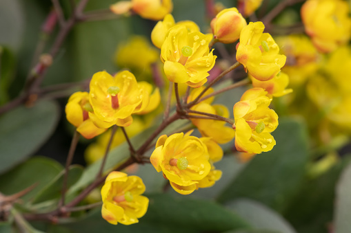 Sunny yellow barberry flowers, macro photography of a garden shrub in bloom,
