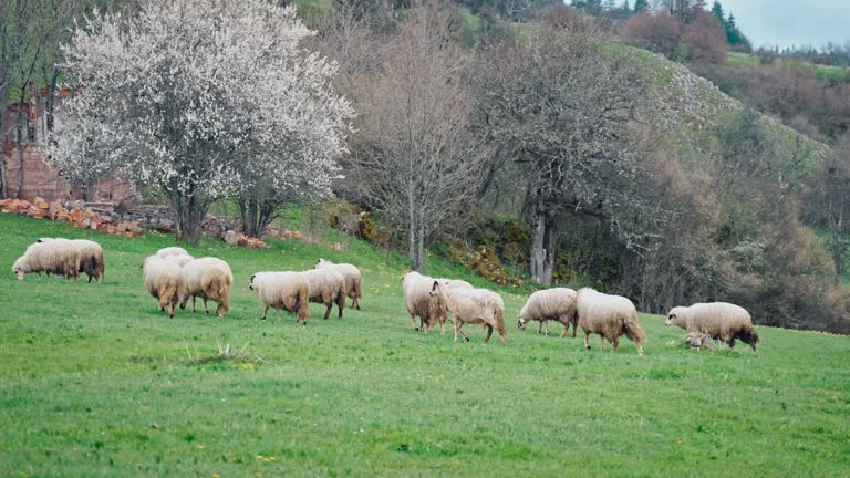 A flock of sheep grazing on a green meadow.