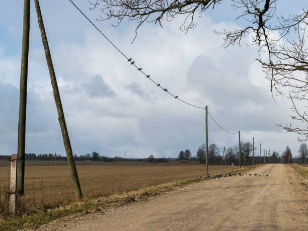 a simple country road and pigeons on it