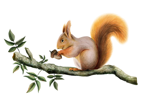 Orange brown squirrel holding an acorn on tree branch with green leaves watercolor illustration of forest animal isolated on white.