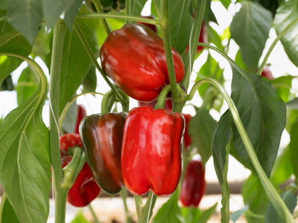 istock Cultivation of colored peppers 1502290379