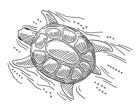 Hand-drawn vector drawing of a Swimming Cartoon Sea Turtle. Black-and-White sketch on a transparent background (.eps-file). Included files are EPS (v10) and Hi-Res JPG.