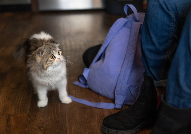 istock Scottish Fold Cat Exotic Feline Standing Next to Person Startled 1502300954