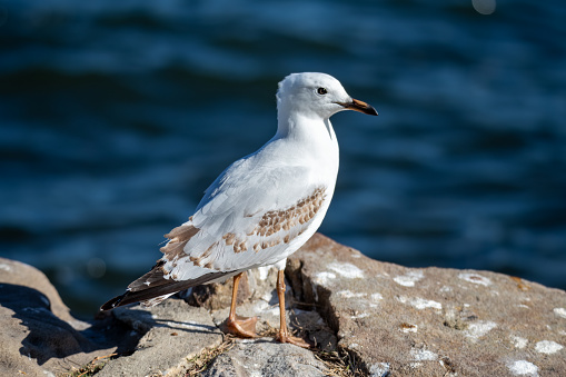 A young seagull at Gosford Waterfront on the Central Coast of NSW, Australia.