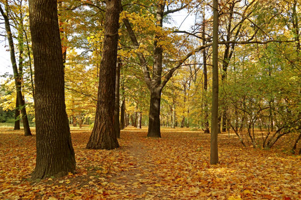 istock Autumn park on a sunny day. 1502306879