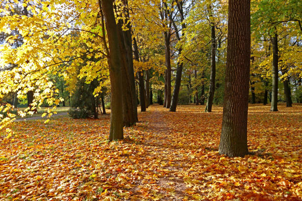 istock Yellow maple trees in autumn park on a sunny day. 1502307078