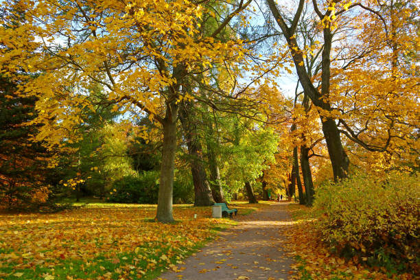 istock Park bench with trees on an autumn sunny day. 1502307495