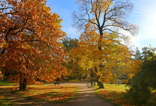 istock Sunny day in autumn park with trees lit by natural sunlight. 1502307999